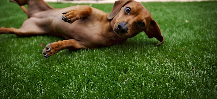 Artificial-Grass-Lawns-for-pet-turf-Applications- UAE